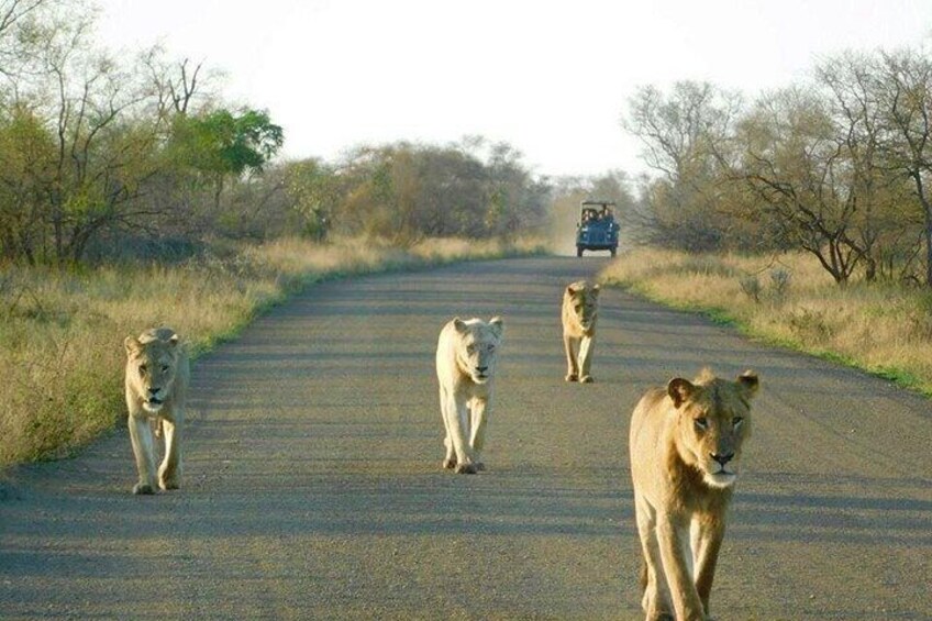 All Inclusive 3 Day Kruger Safari Adventure From Johannesburg 4