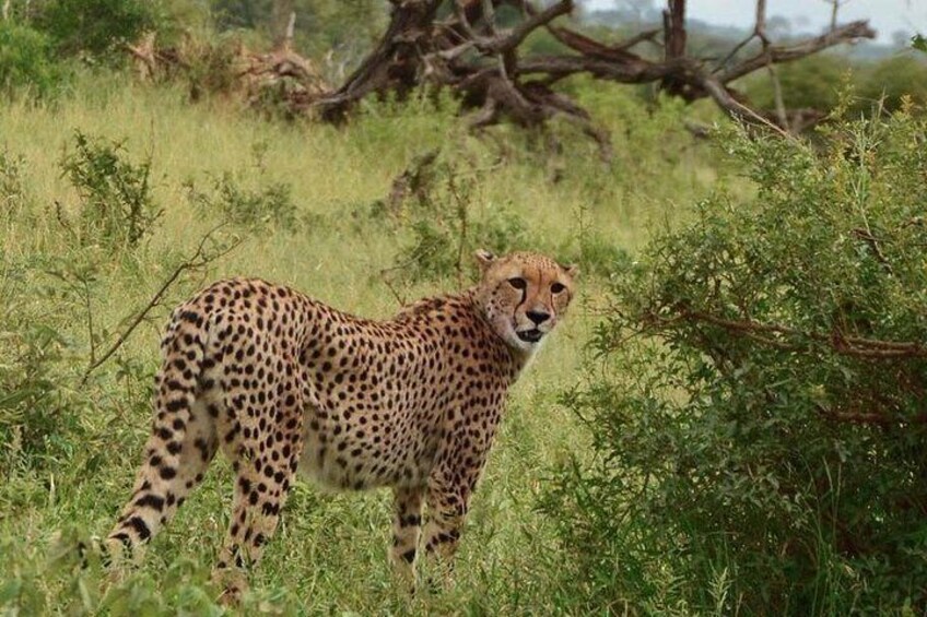 All Inclusive 3 Day Kruger Safari Adventure From Johannesburg 5
