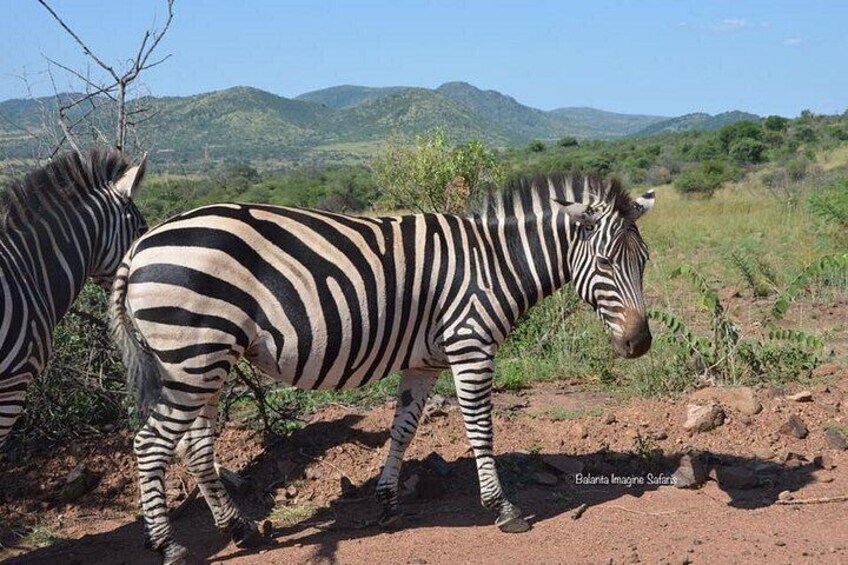 All Inclusive 3 Day Kruger Safari Adventure From Johannesburg 2