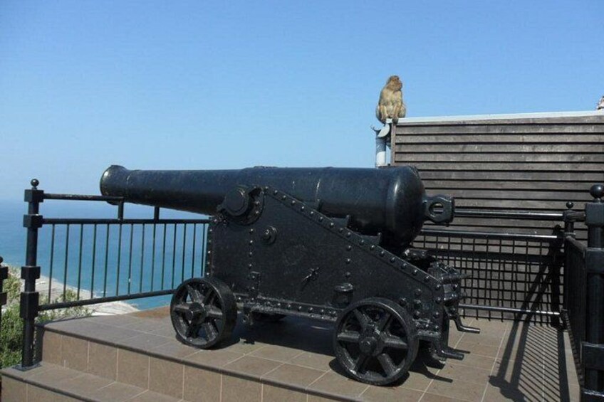 See some of our Cannon's (and Monkeys) 2