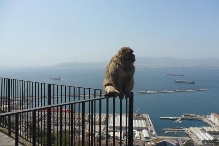 Meet some of Gibraltar's Monkeys 3