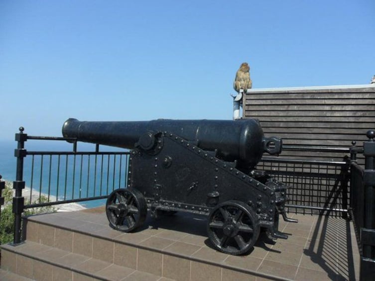 See some of our Cannon's (and Monkeys) 2