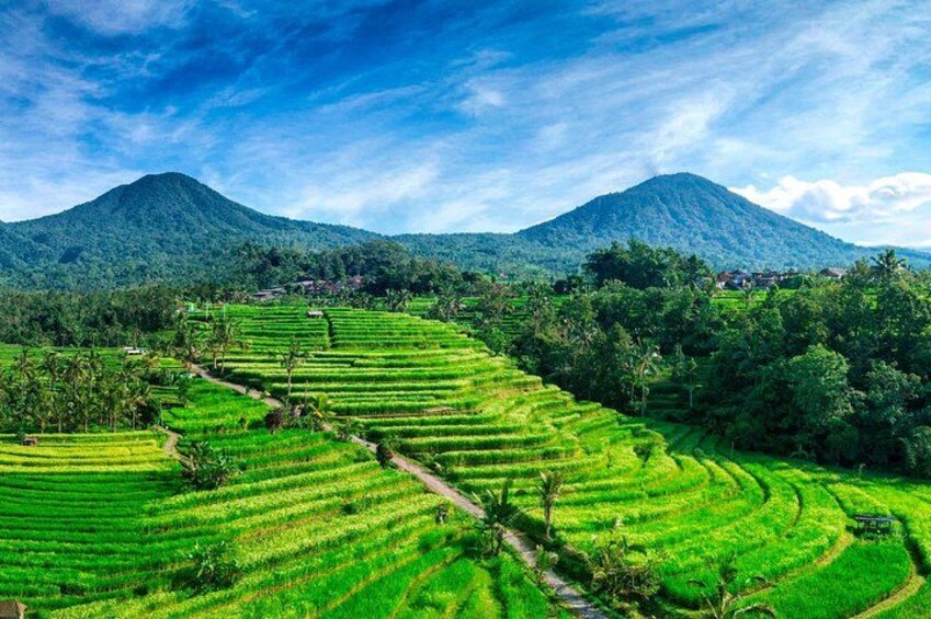 Jatiluwih Rice Terrace - Unesco Site 2