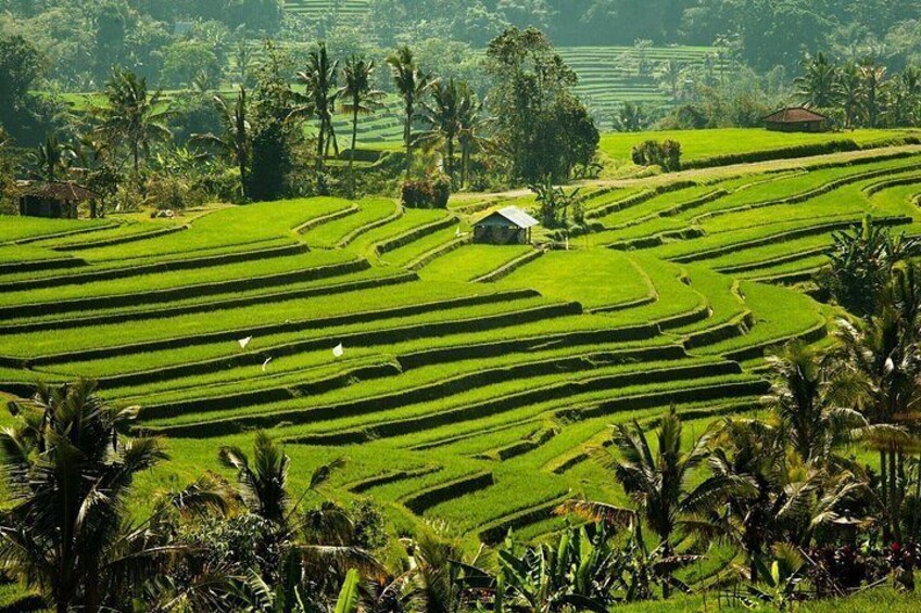 Tanah Lot and North Bali Tour: Scenic Journey 3