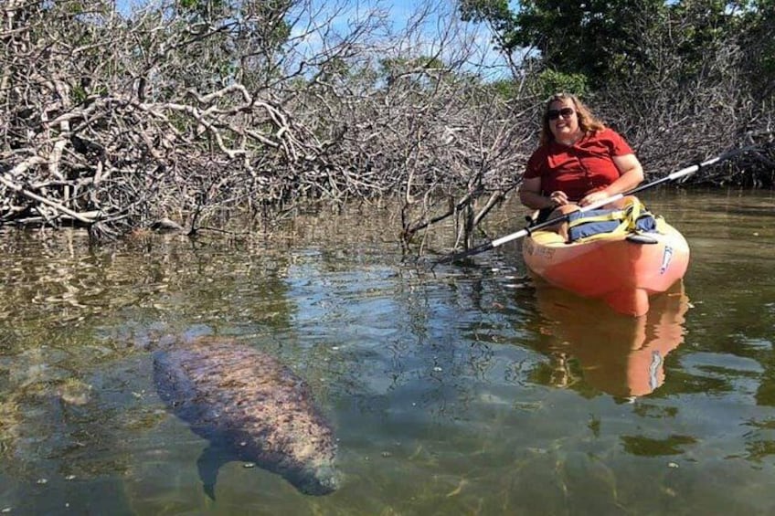 Manatee visitor 5