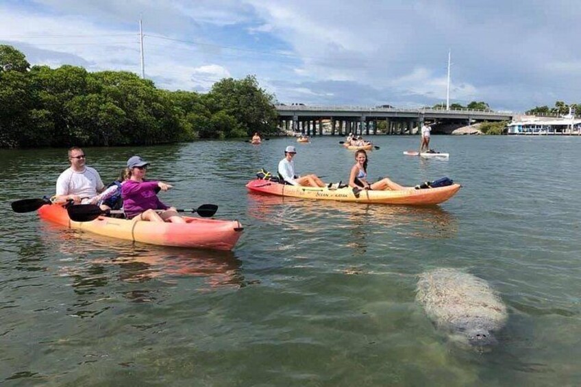 Located right on Tavernier Creek- top location in the Keys for wildlife 2