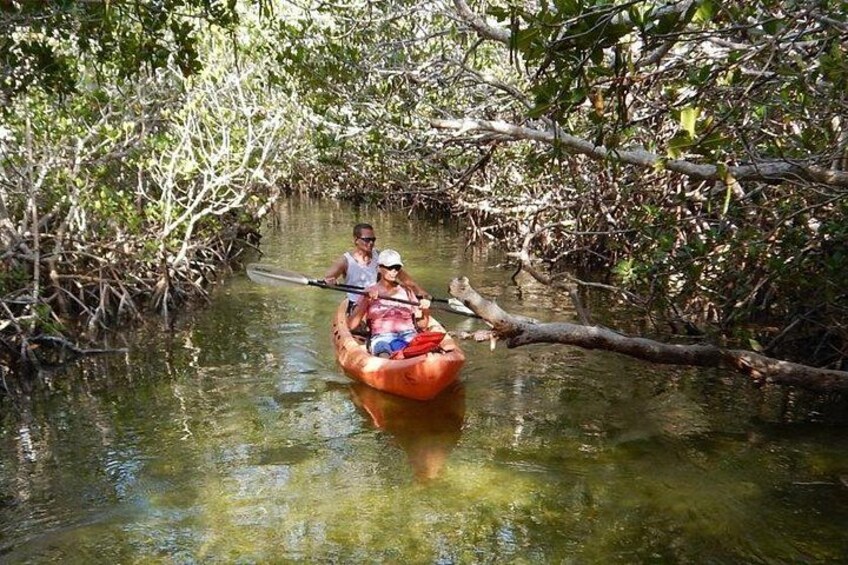 Explore Mangrove Creeks with an All Day SUP/single kayak Rental 2
