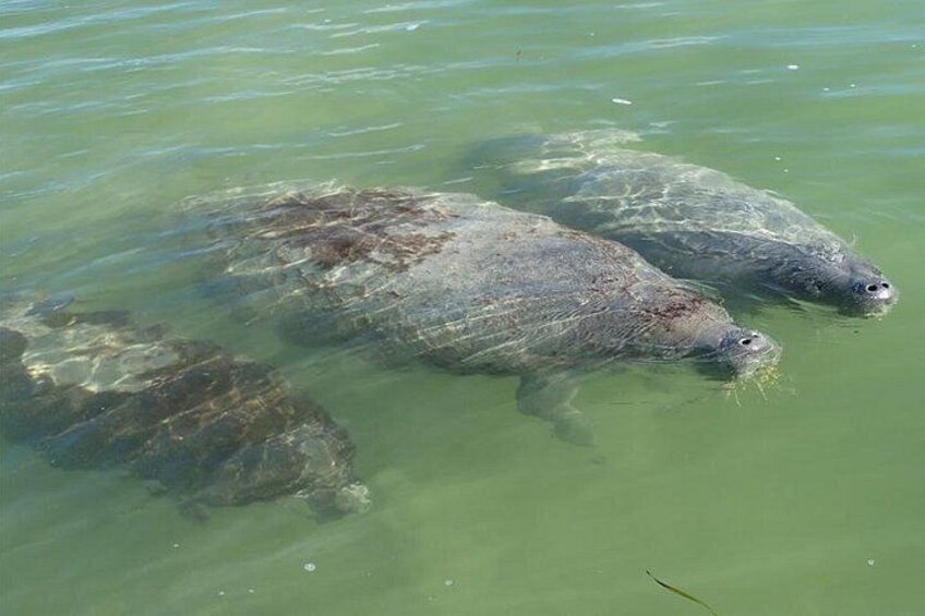 Explore Mangrove Creeks with an All Day SUP/single kayak Rental 1