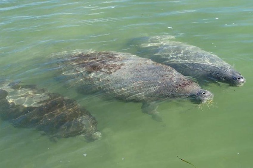Explore Mangrove Creeks with an All Day SUP/single kayak Rental 1