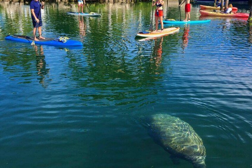 Manatee encounters daily! 1
