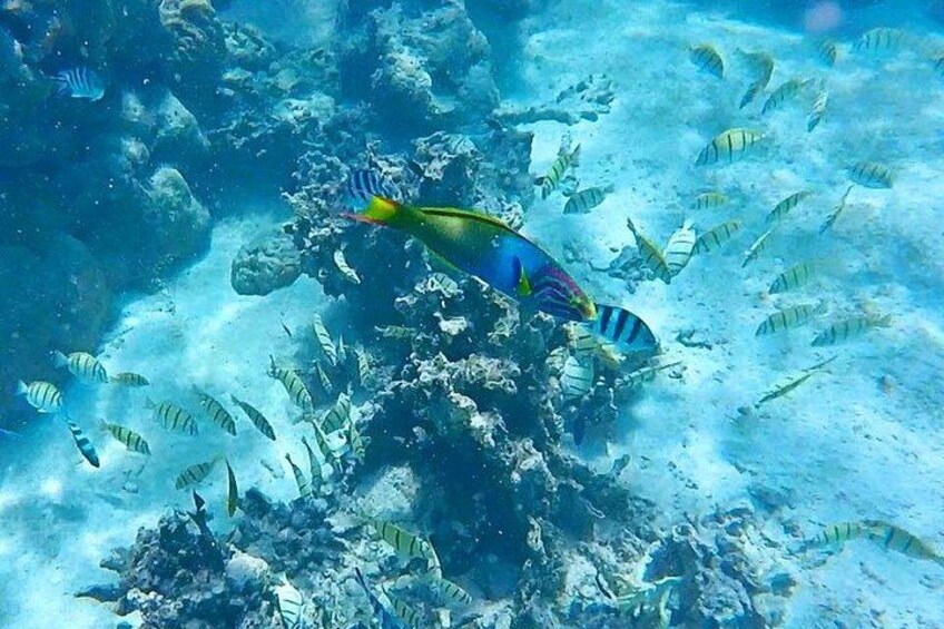 fish viewing 2
