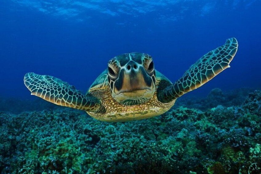 A sea turtle swimming underwater with a coral reef in the background. 4