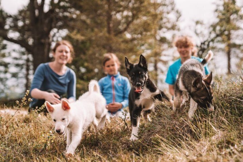 Puppy Training Experience at a Husky Farm in Tromso 4