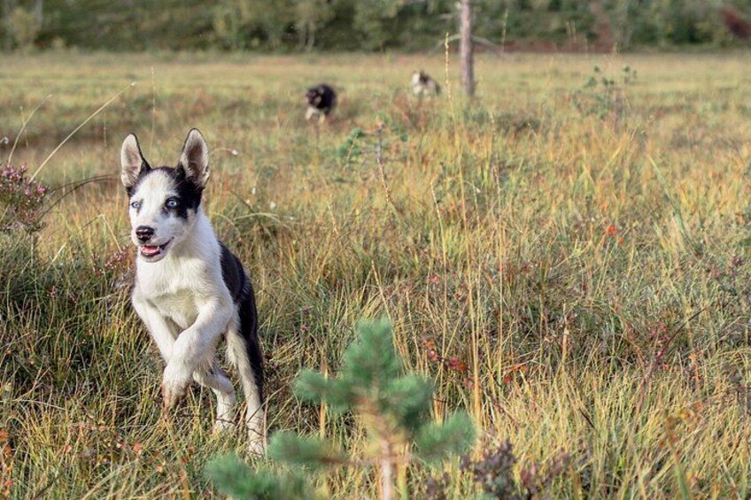 Puppy Training Experience at a Husky Farm in Tromso 4