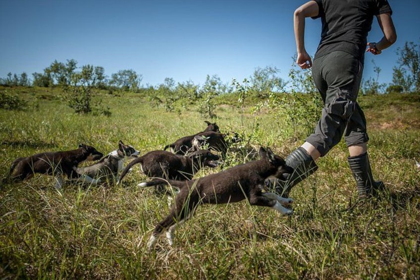 Puppy Training Experience at a Husky Farm in Tromso 2