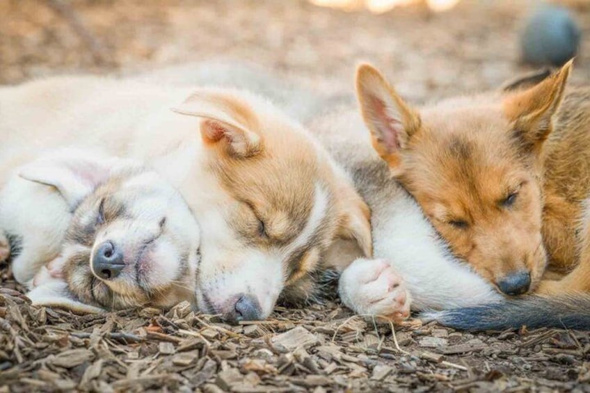 Puppy Training Experience at a Husky Farm in Tromso 3