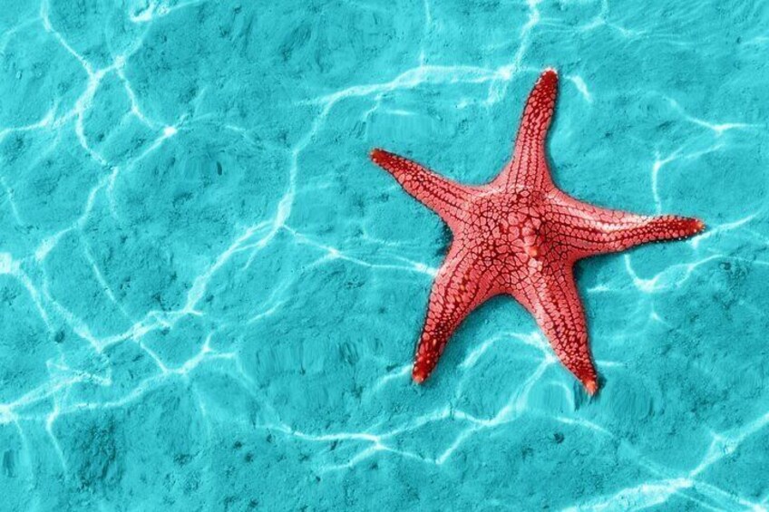 A red starfish on a turquoise pool floor. 3