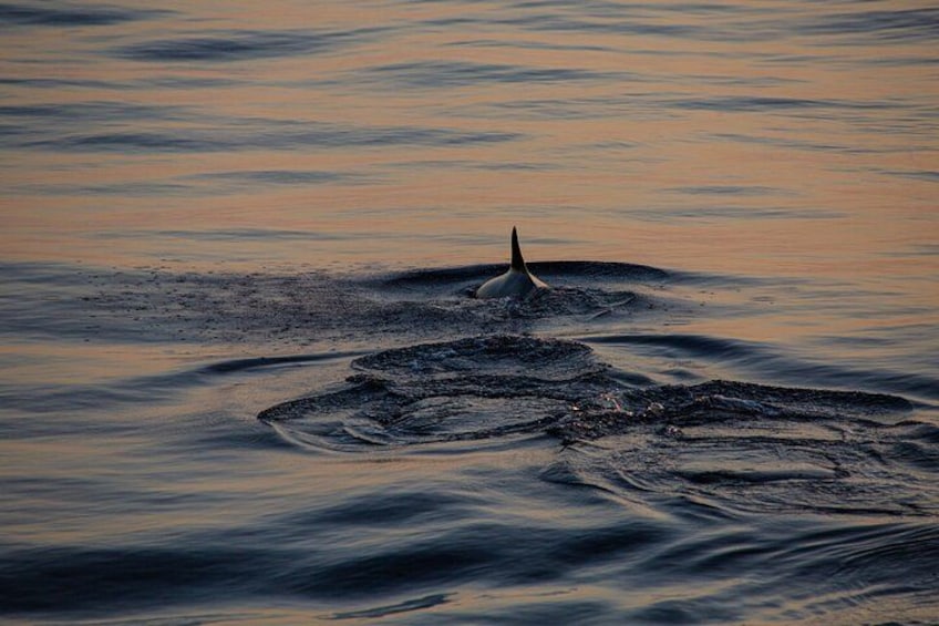 Una ballena emergiendo del agua. 2