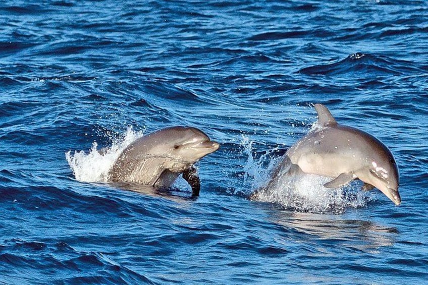 Two dolphins leaping out of the water. 4