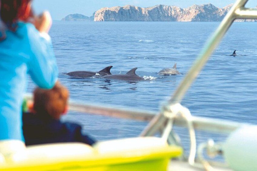 A person on a boat with dolphins in the water. 3