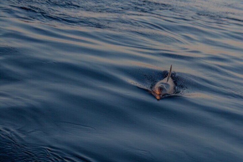 Sunrise Boat Trip in Mallorca with Dolphin-Watching