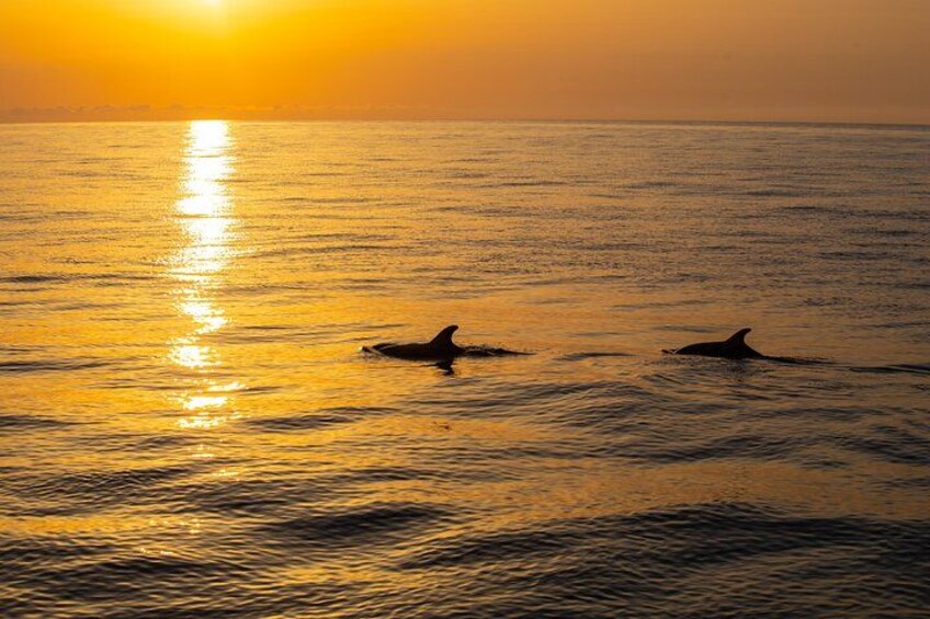 Una puesta de sol sobre el océano con delfines nadando. 3