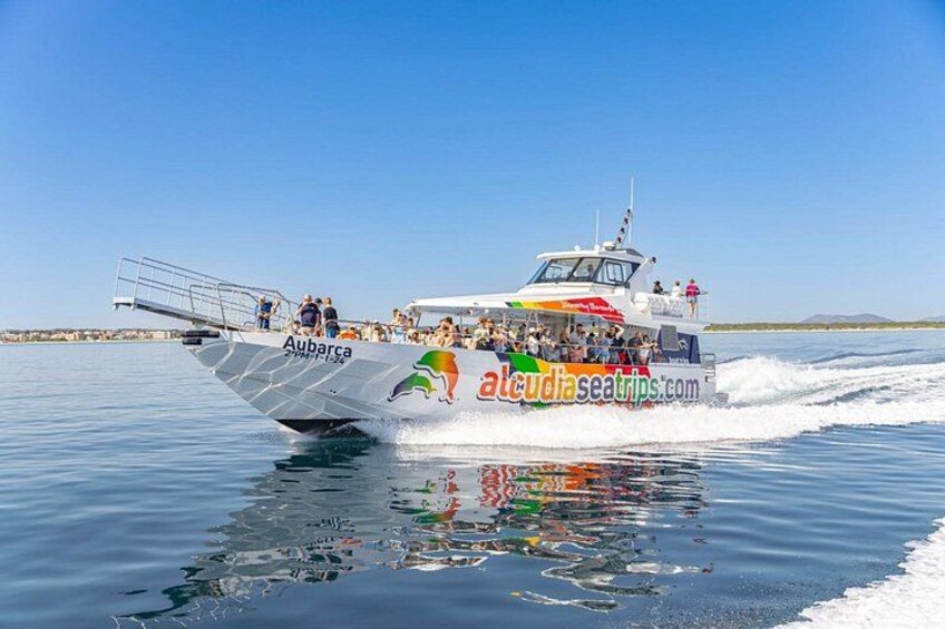 Mallorca: Alcudia Dolphin Watching in a Fast Boat 4