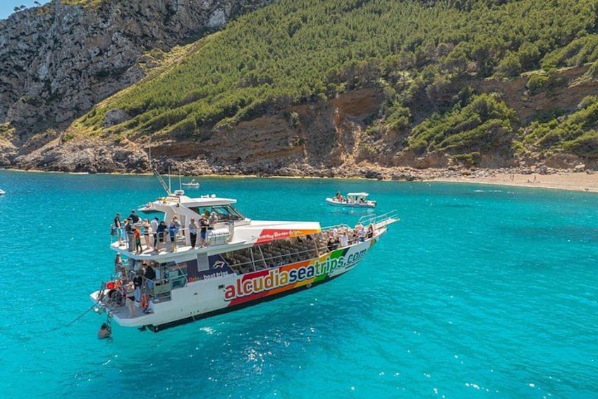Mallorca: Alcudia Dolphin Watching in a Fast Boat 3