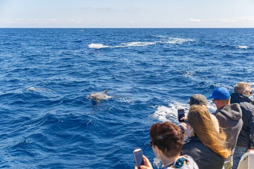 Mallorca: Alcudia Dolphin Watching in a Fast Boat 2