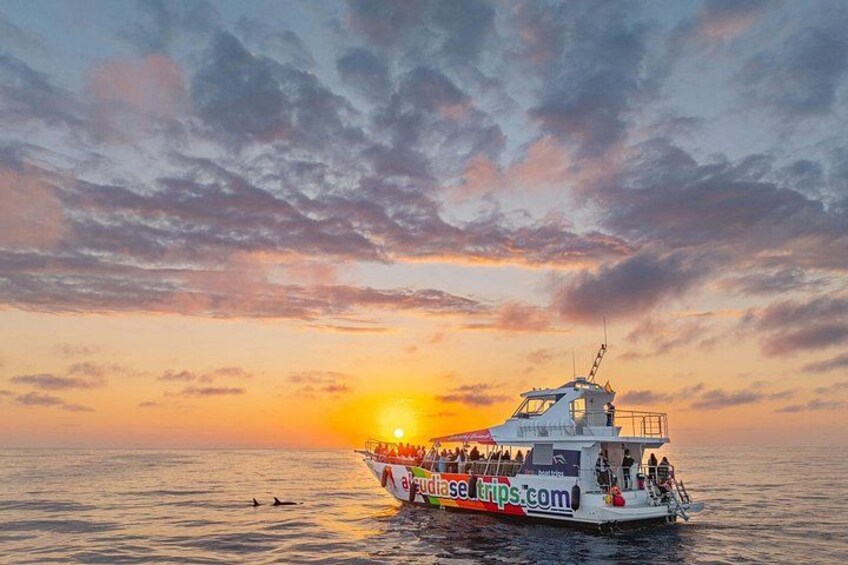 Mallorca: Alcudia Dolphin Watching in a Fast Boat 1