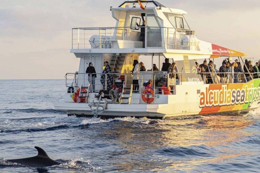Mallorca: Alcudia Dolphin Watching in a Fast Boat 3