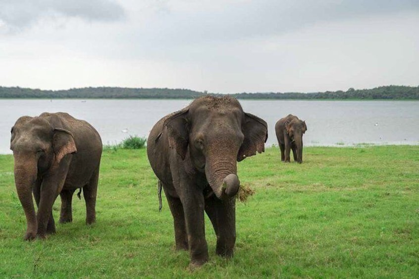 Three elephants in a grassy area near a body of water. 4