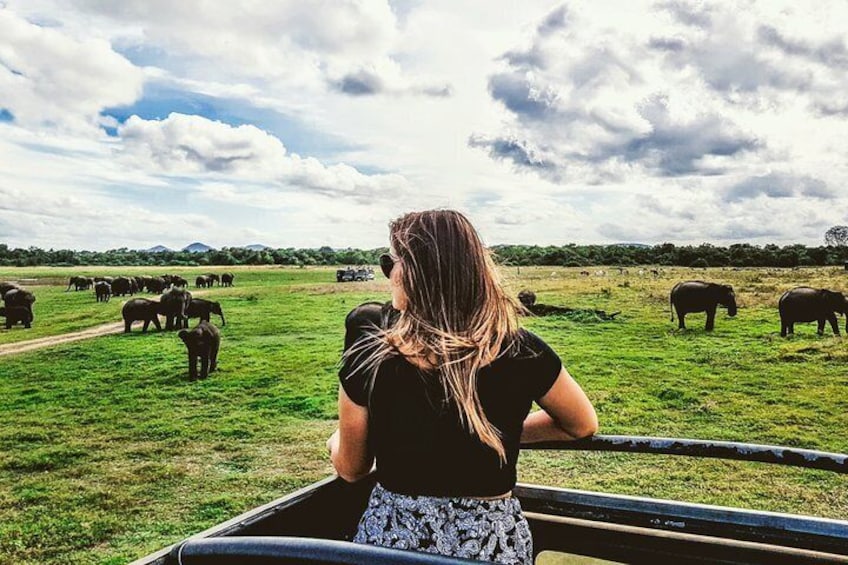 A person observing elephants in a grassy field. 1