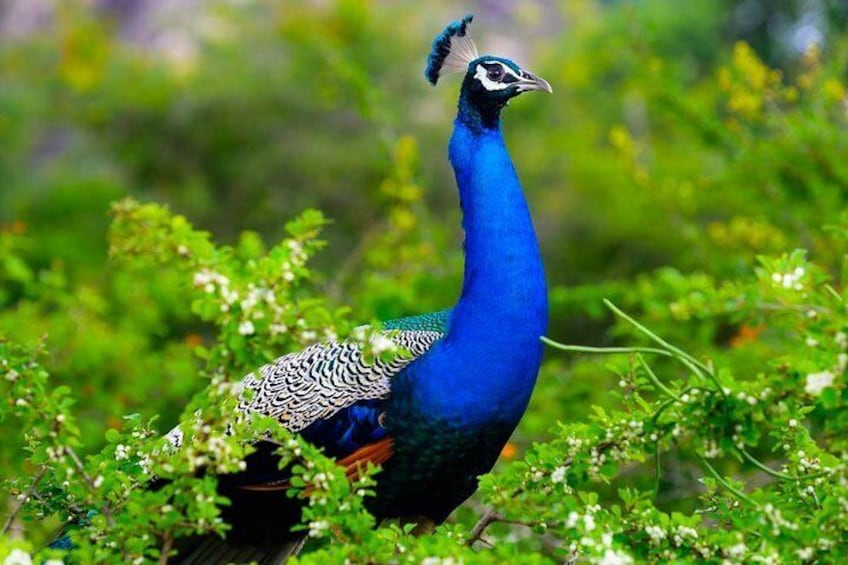 Kaudulla National Park Shared Safari 5