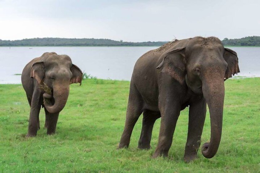 Two elephants walking in a grassy area near a body of water. 2