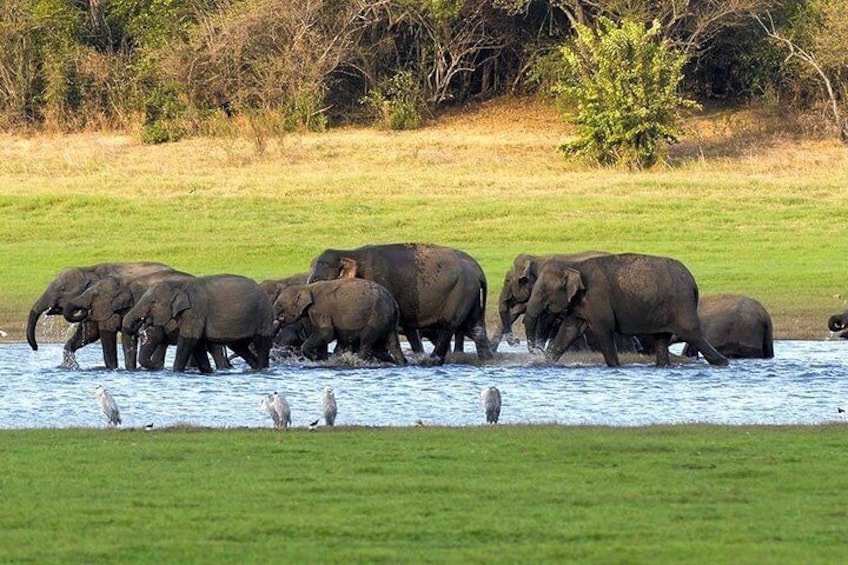 A herd of elephants crossing a river with birds nearby. 3
