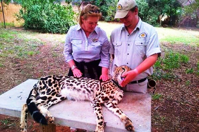 De-wildt cheetah tour 1