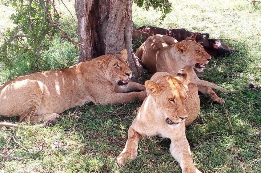 Three lions resting under a tree in a grassy area. 5