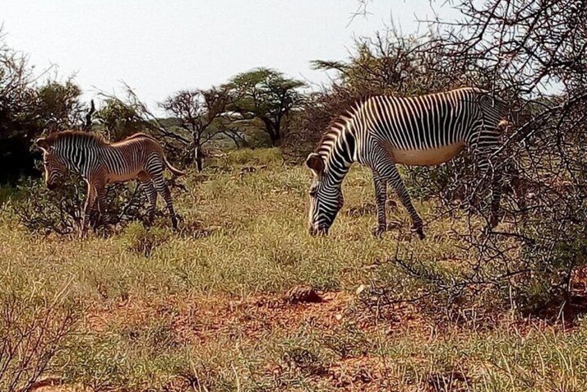 Zebras grazing in a grassy field with sparse trees in the background. 3