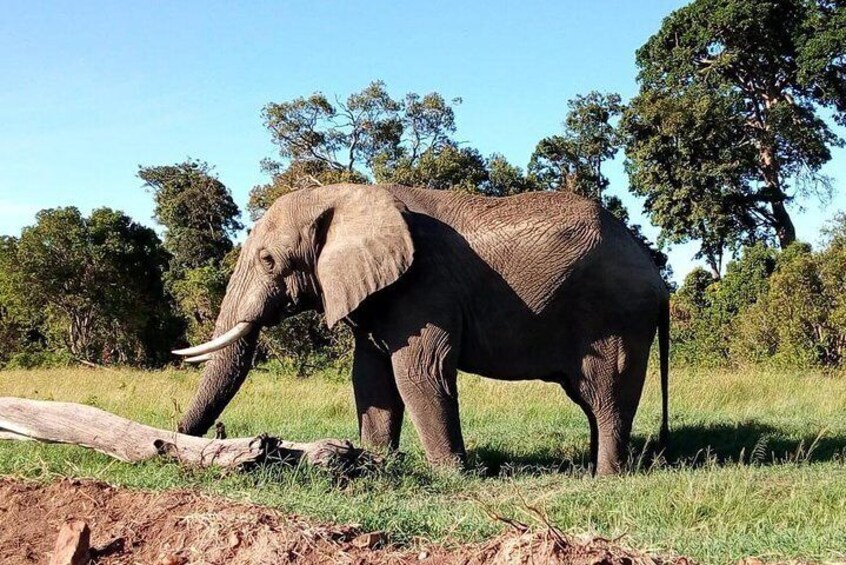 An elephant in a grassy field with trees in the background. 4