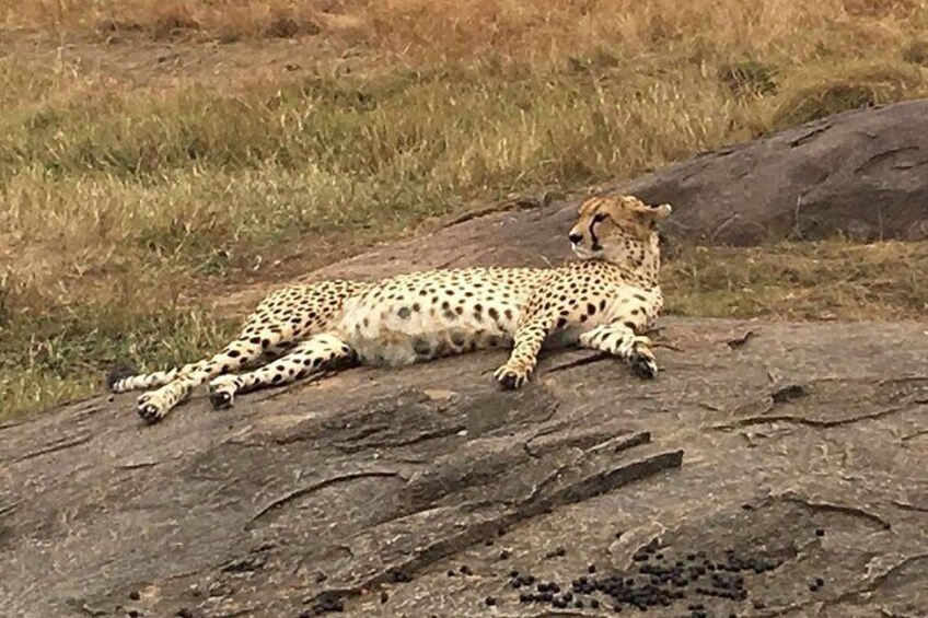 A cheetah lying on a rock in a grassy field. 1
