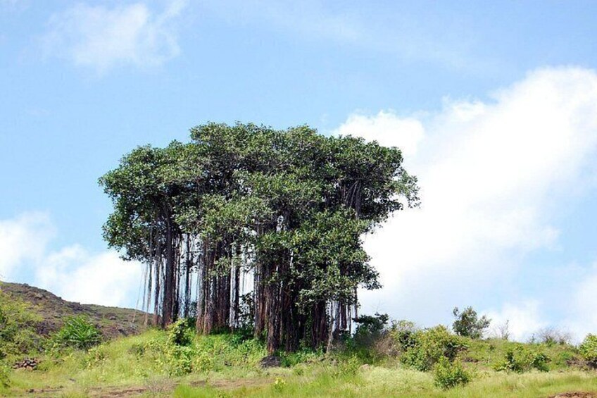 Un árbol grande de tronco grueso y follaje denso, situado en un área cubierta de césped con cielo despejado. 5