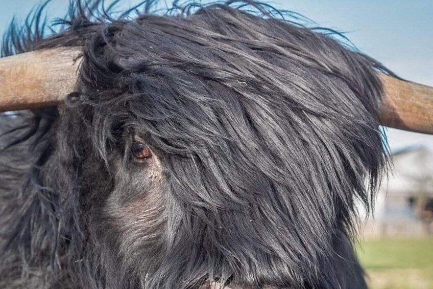 A close-up of a black-haired animal with a wooden object in its mouth. 4