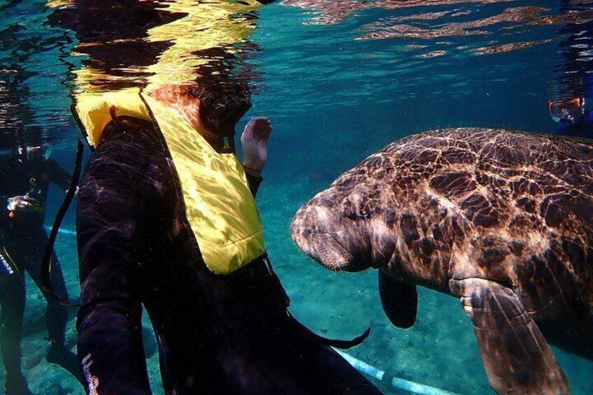 manatee greeting snorkeler 3
