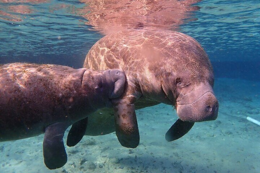 Two manatees swimming underwater. 2