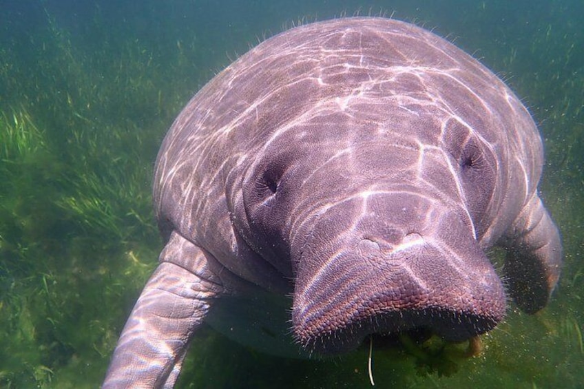 Curious manatee 5