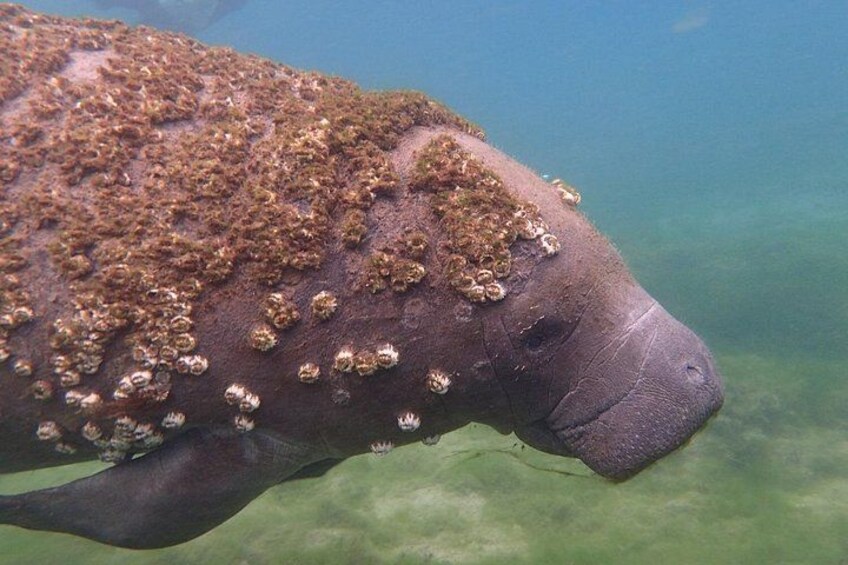 Barnacles grow on the manatee in salt water, they fall off once in fresh water for a bit 2