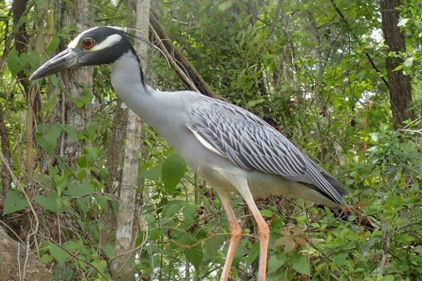 A bird with a long neck and legs standing among dense green foliage. 5