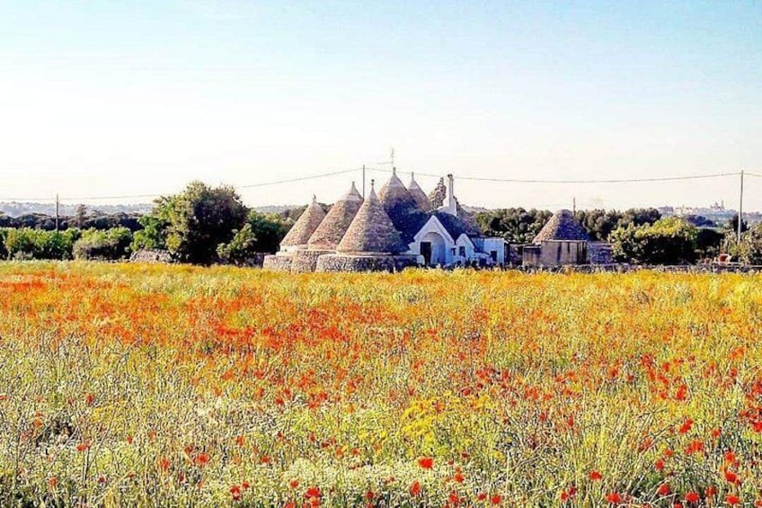 A rural landscape with a field of red flowers and a cluster of traditional buildings with conical roofs. 1