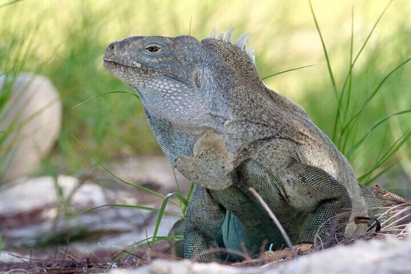 Iguana Island is a kid favorite